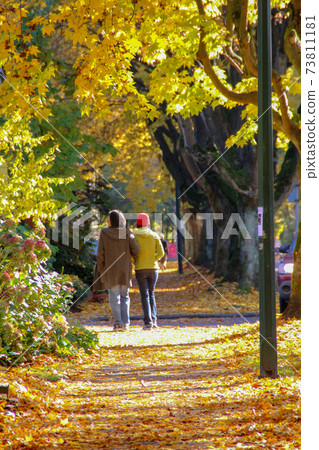 The scenery of the promenade with fallen leaves in autumn 73811181