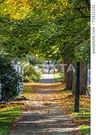 The scenery of the promenade with fallen leaves in autumn The scenery of the promenade with fallen leaves in autumn 73811182