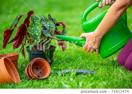 Senior woman watering her new plants or flower in the huge garden, gardening concept Senior woman watering her new plants or flower in the huge garden, gardening concept 73811474