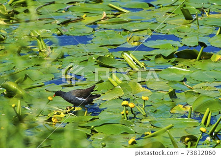 Eurasian Common Moorhen on a green water plant in Heligoland 73812060