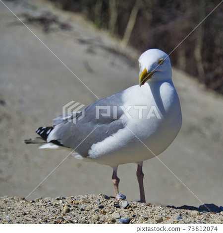singe european herring gull on heligoland beach 73812074