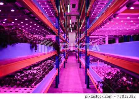 Aquaponic farm, sustainable business and artificial lighting. Aquaponic farm, sustainable business and artificial lighting. 73812382