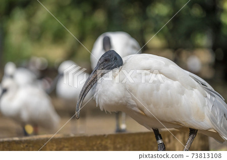 [多摩動物園的黑時] 73813108