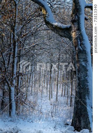 A snow covered forest glade a crispy cold winter day. Picture from Eslov, Sweden A snow covered forest glade a crispy cold winter day. Picture from Eslov, Sweden 73813340