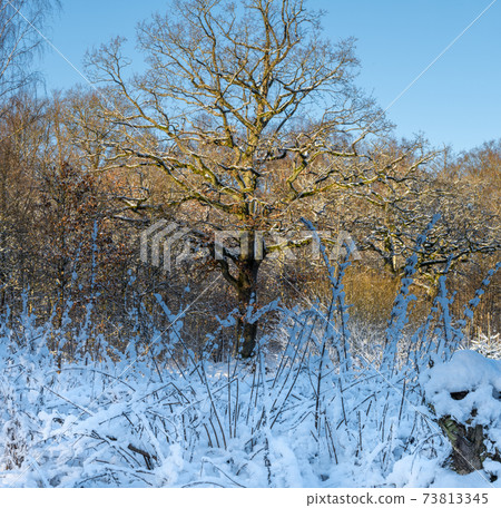 A tree covered in snow a crispy cold winter day in a forest. Picture from Eslov, Sweden A tree covered in snow a crispy cold winter day in a forest. Picture from Eslov, Sweden 73813345