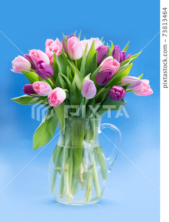 Pink and violet tulips flowers 73813464
