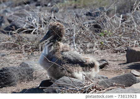 Chick of Waved Albatross, Phoebastria irrorata, relaxing in the Galapagos 73813923