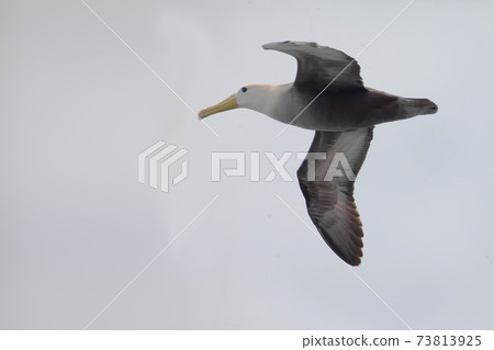 Waved Albatross, Phoebastria irrorata, flying in the Galapagos 73813925