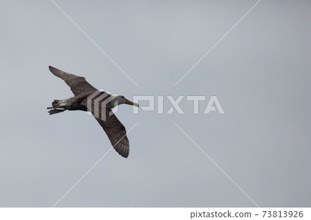 Waved Albatross, Phoebastria irrorata, in flight in the Galapagos 73813926