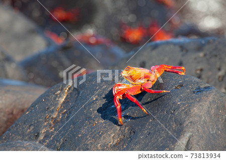 Sally Lightfoot Crab, Grapsus grapsus, in the Galapagos on rock 73813934