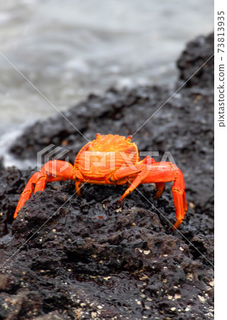 Vertical of Sally Lightfoot Crab, Grapsus grapsus, in the Galapagos 73813935