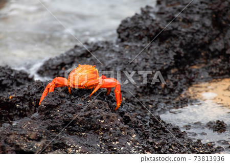 View of Sally Lightfoot Crab, Grapsus grapsus, in the Galapagos 73813936