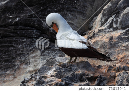 Preening Nazca Booby, Sula granti, in the Galapagos Preening Nazca Booby, Sula granti, in the Galapagos 73813941