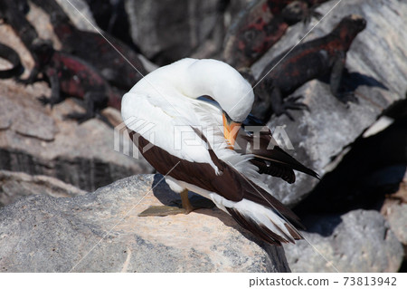 Nazca Booby, Sula granti, preening in the Galapagos Nazca Booby, Sula granti, preening in the Galapagos 73813942