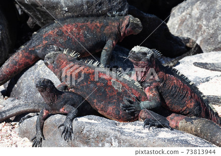 Marine Iguana, Amblyrhynchus cristatus, sunning in the Galapagos 73813944