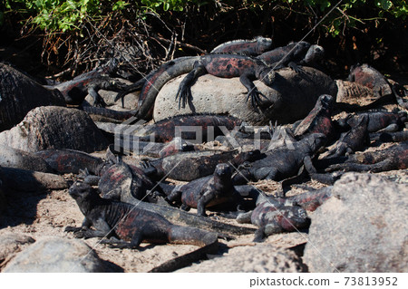 Group of Marine Iguana, Amblyrhynchus cristatus, in the Galapagos 73813952