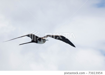 Female Magnificent Frigatebird, Fregata magnificens, in flight Female Magnificent Frigatebird, Fregata magnificens, in flight 73813954