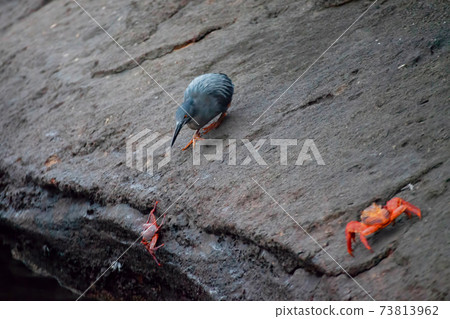 Lava Heron, Butorides sundevalli, stalking a Sally Lightfoot Crab in the Galapagos Lava Heron, Butorides sundevalli, stalking a Sally Lightfoot Crab in the Galapagos 73813962