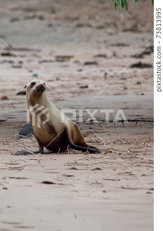 Vertical of young Galapagos Sea Lion, Zalophus wollebaeki Vertical of young Galapagos Sea Lion, Zalophus wollebaeki 73813995
