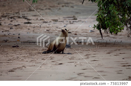Young Galapagos Sea Lion, Zalophus wollebaeki, on the beach Young Galapagos Sea Lion, Zalophus wollebaeki, on the beach 73813997