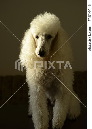 貴賓犬肖像 貴賓犬肖像 73814046