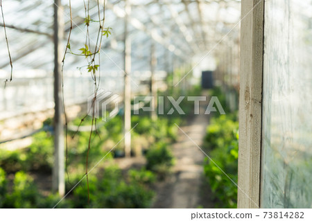 Growing plants in the old greenhouse. Growing plants in the old greenhouse. 73814282