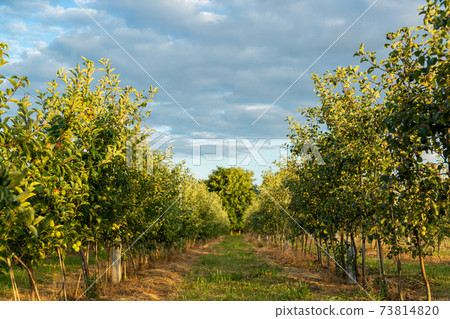 Orchard with young apple trees. Harvest time. Orchard with young apple trees. Harvest time. 73814820