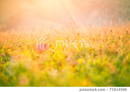 Meadow flowers in the morning sun. Meadow flowers in the morning sun. 73814996