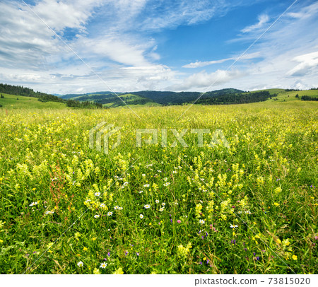 Beautiful meadow field with wildflowers against the background of mountains with clouds Beautiful meadow field with wildflowers against the background of mountains with clouds 73815020