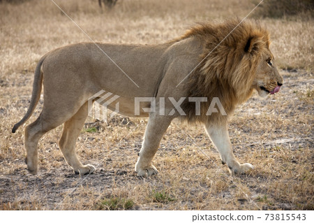 Male Lion - Botswana Male Lion - Botswana 73815543
