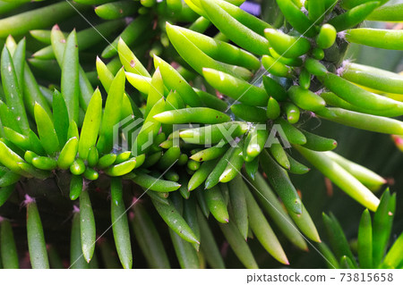 Macro of the green spines on an Eve's Pin Cactus Macro of the green spines on an Eve's Pin Cactus 73815658