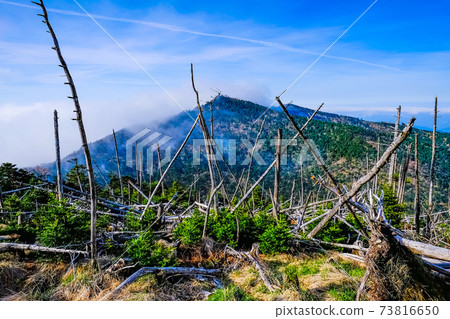 枯樹和八公山 73816650