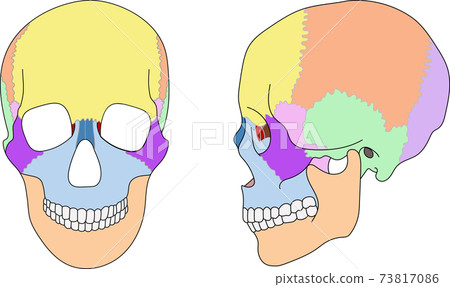 頭骨,縫合線,可用文字 頭骨,縫合線,可用文字 73817086
