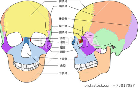 頭骨，縫合線，可用文字 73817087