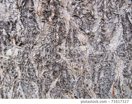Tree bark texture Tree bark texture 73817327