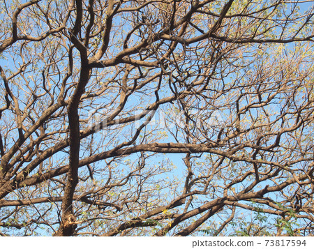 Trees without leaves Trees without leaves 73817594