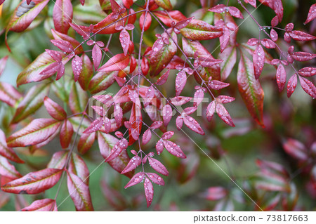 南部的天空葉子和水滴色洋紅色 73817663