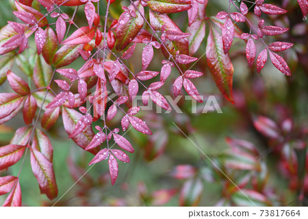 南部的天空葉子和水滴色洋紅色 73817664