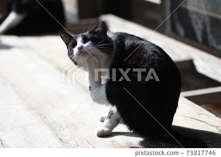 貓用後腿撓他的下巴 73817746