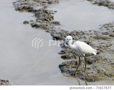 The Little Egret (Egretta garzetta) walking to find some food The Little Egret (Egretta garzetta) walking to find some food 73817877