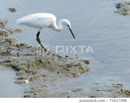 The Little Egret (Egretta garzetta) walking to find some food The Little Egret (Egretta garzetta) walking to find some food 73817896