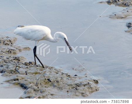 The Little Egret (Egretta garzetta) walking to find some food 73817898