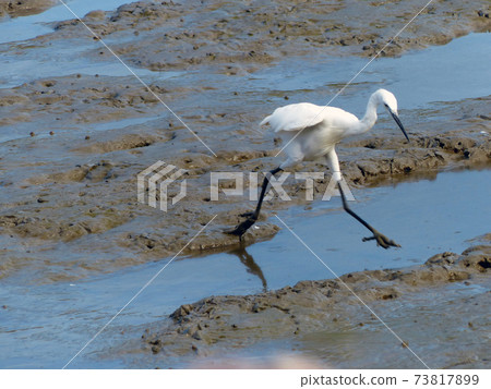 The Little Egret (Egretta garzetta) walking to find some food The Little Egret (Egretta garzetta) walking to find some food 73817899