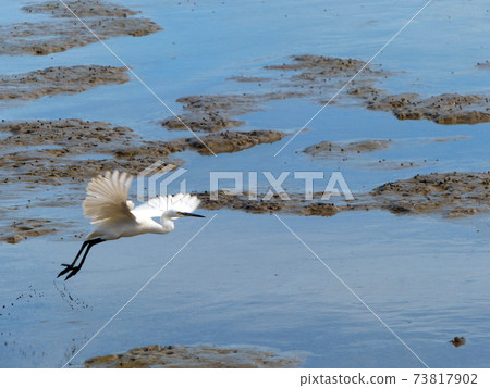 The Little Egret (Egretta garzetta) walking to find some food The Little Egret (Egretta garzetta) walking to find some food 73817902