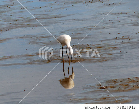 The Little Egret (Egretta garzetta) walking to find some food 73817912