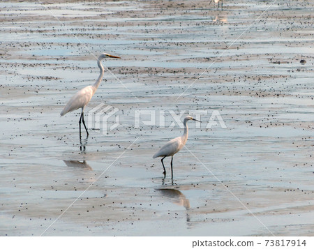 The Little Egret (Egretta garzetta) walking to find some food 73817914