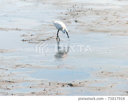 The Little Egret (Egretta garzetta) walking to find some food 73817916