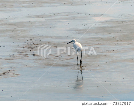 The Little Egret (Egretta garzetta) walking to find some food 73817917