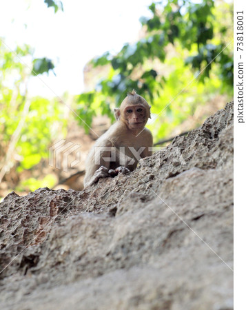 monkey climb on stone monkey climb on stone 73818001