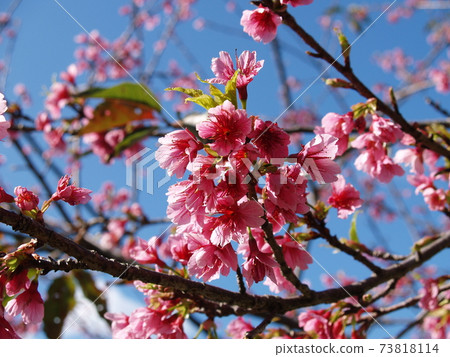 Cherry blossoms of Okinawa 73818114